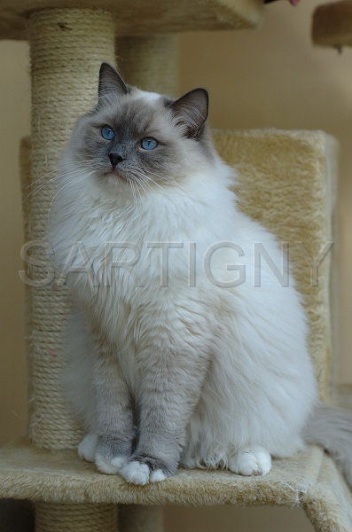 RAGDOLLS 011.jpg
